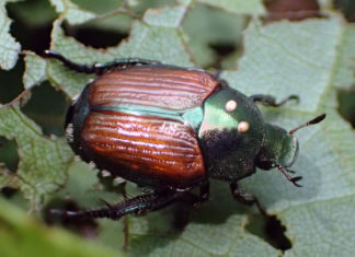 Developing Japanese Beetle Biological Control Programs japanese beetle
