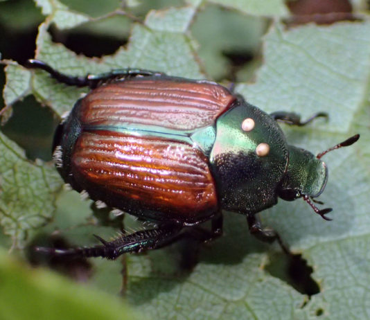 Developing Japanese Beetle Biological Control Programs japanese beetle