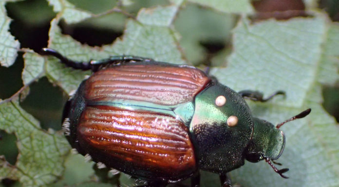 Developing Japanese Beetle Biological Control Programs japanese beetle