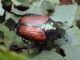 Developing Japanese Beetle Biological Control Programs japanese beetle