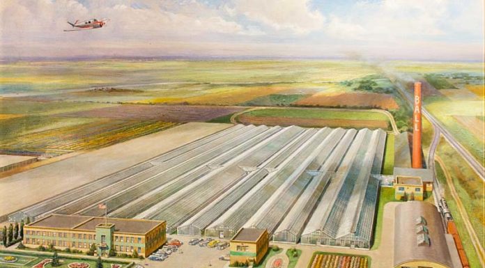 Ball Seed: Breeding & Distributing Plants with Superior Performance