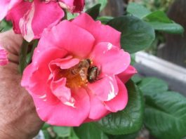 Regulatory Update on Urban Invasive Pests