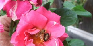 Regulatory Update on Urban Invasive Pests