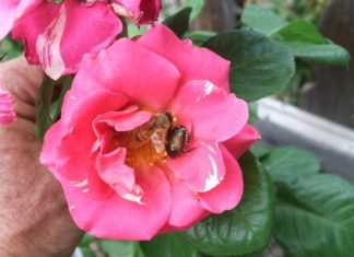 Regulatory Update on Urban Invasive Pests