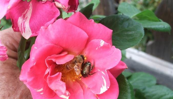 Regulatory Update on Urban Invasive Pests