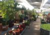 Front Range Gardens: Established Garden Center with Expanded Product Selection
