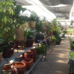 Front Range Gardens: Established Garden Center with Expanded Product Selection