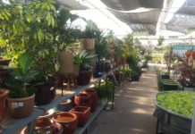 Front Range Gardens: Established Garden Center with Expanded Product Selection