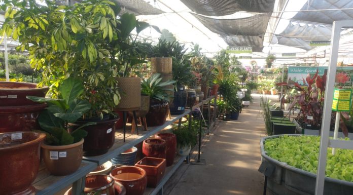 Front Range Gardens: Established Garden Center with Expanded Product Selection
