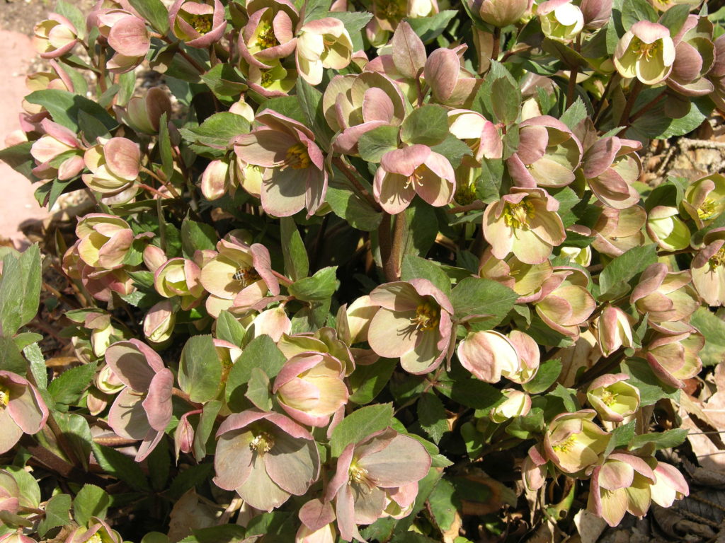 several Hellebores flowers