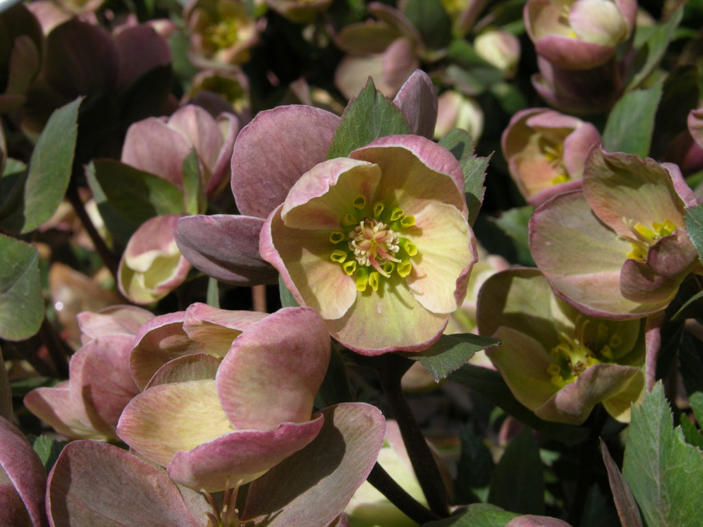 closeup of Hellebores flower