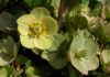 Hellebores for Colorado closeup of Hellebores flower