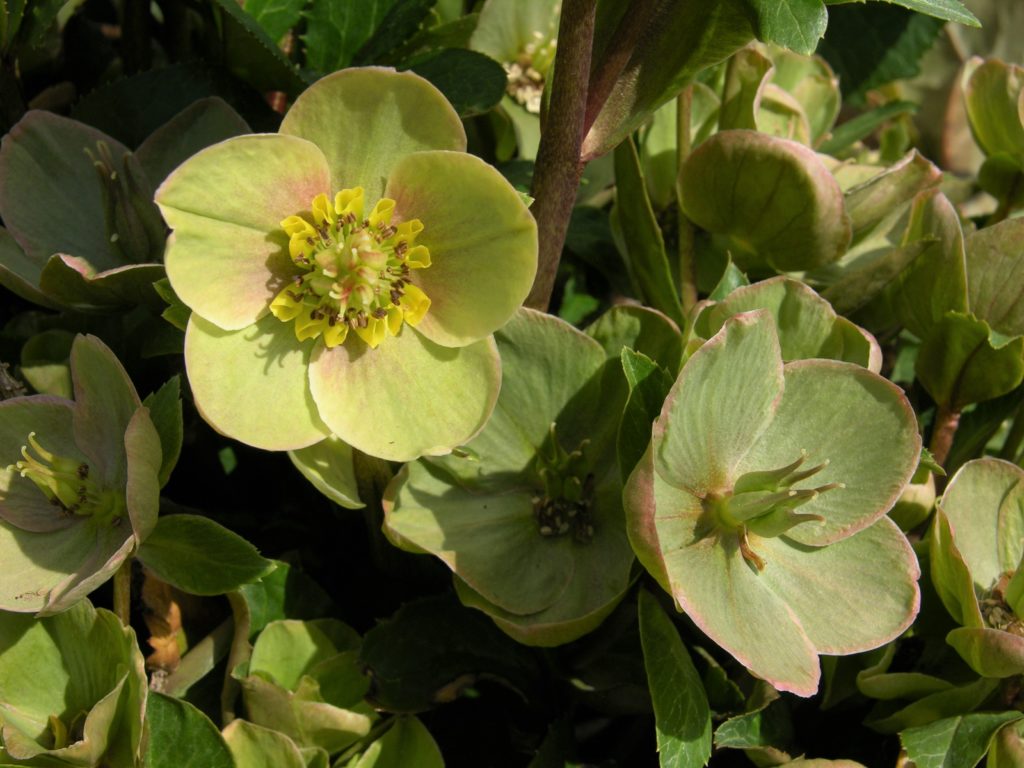 closeup of Hellebores flower