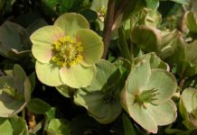 Hellebores for Colorado closeup of Hellebores flower