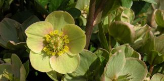 Hellebores for Colorado closeup of Hellebores flower