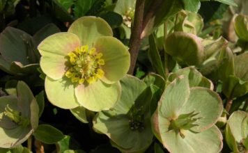 Hellebores for Colorado closeup of Hellebores flower