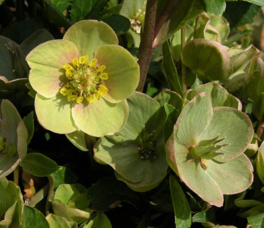 Hellebores for Colorado closeup of Hellebores flower