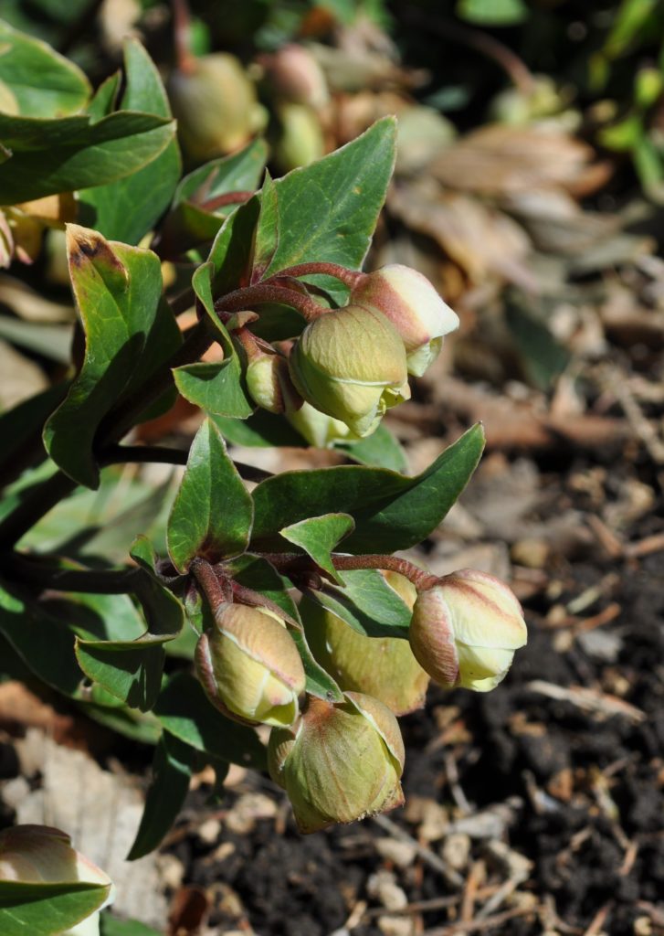 several Hellebores flowers