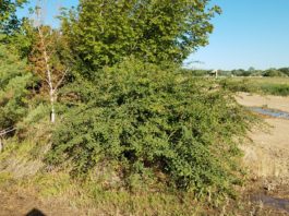 Multi-Site Woody Plant Evaluation Update