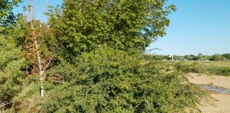 Multi-Site Woody Plant Evaluation Update