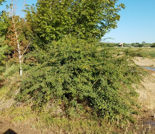 Multi-Site Woody Plant Evaluation Update