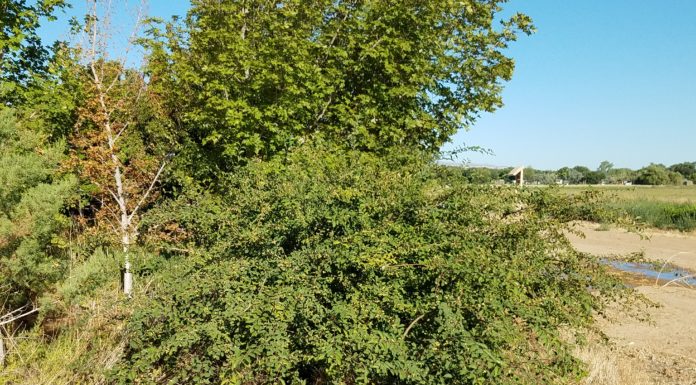 Multi-Site Woody Plant Evaluation Update
