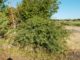 Multi-Site Woody Plant Evaluation Update
