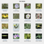 Why You Should Pay Attention to Noxious Weeds thumbnail of noxious weeds in colorado