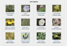 Why You Should Pay Attention to Noxious Weeds thumbnail of noxious weeds in colorado