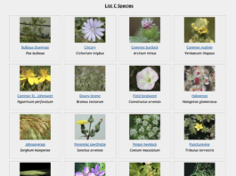 Why You Should Pay Attention to Noxious Weeds thumbnail of noxious weeds in colorado