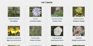 Why You Should Pay Attention to Noxious Weeds thumbnail of noxious weeds in colorado