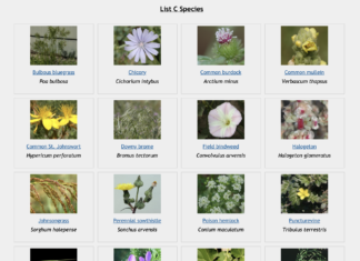 Why You Should Pay Attention to Noxious Weeds thumbnail of noxious weeds in colorado