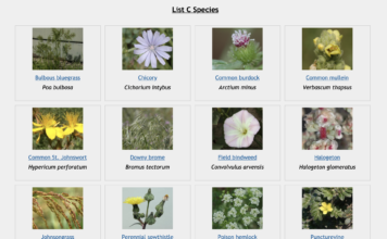 Why You Should Pay Attention to Noxious Weeds thumbnail of noxious weeds in colorado