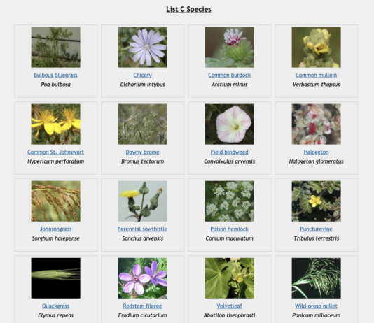 Why You Should Pay Attention to Noxious Weeds thumbnail of noxious weeds in colorado