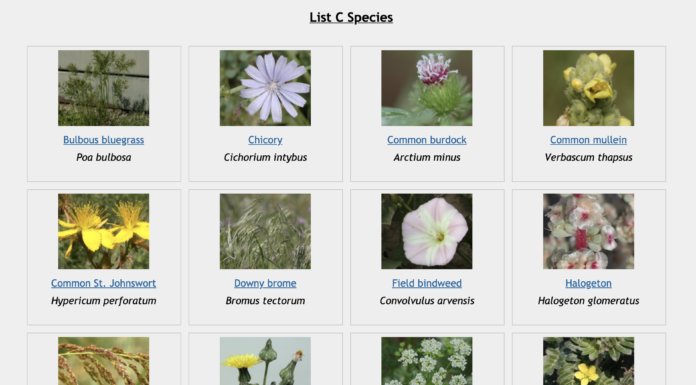 Why You Should Pay Attention to Noxious Weeds thumbnail of noxious weeds in colorado