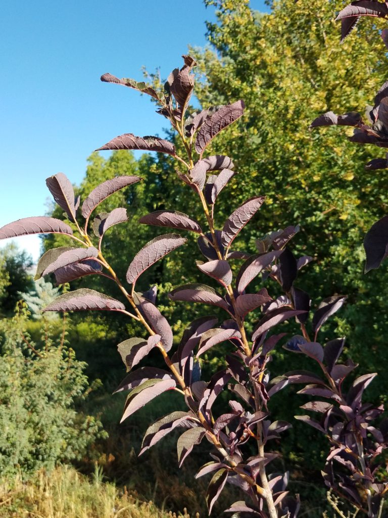 close up plant