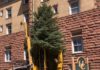 Sopris Tree & Landscape Supply: Natural Mulch Producer & Supplier of High-Quality Trees