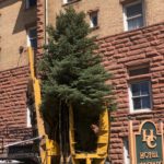 Sopris Tree & Landscape Supply: Natural Mulch Producer & Supplier of High-Quality Trees