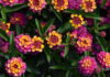Top Annuals from CSU Annual Flower Trials