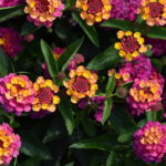 Top Annuals from CSU Annual Flower Trials