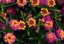Top Annuals from CSU Annual Flower Trials