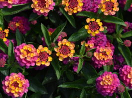 Top Annuals from CSU Annual Flower Trials