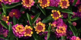 Top Annuals from CSU Annual Flower Trials
