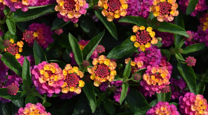 Top Annuals from CSU Annual Flower Trials