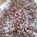 Winter Interest with Plant Select® Plants in the Western Garden