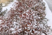 Winter Interest with Plant Select® Plants in the Western Garden