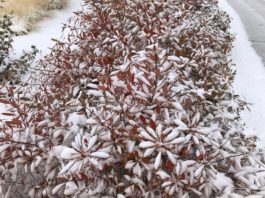 Winter Interest with Plant Select® Plants in the Western Garden