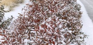 Winter Interest with Plant Select® Plants in the Western Garden