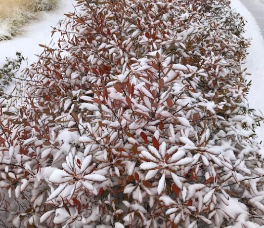 Winter Interest with Plant Select® Plants in the Western Garden