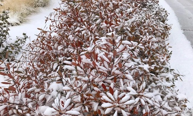 Winter Interest with Plant Select® Plants in the Western Garden